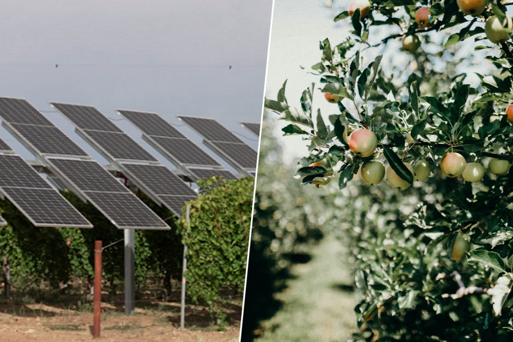 La sidra del País Vasco también se mide en kilovatios: así es el nuevo proyecto agrovoltaico en Álava